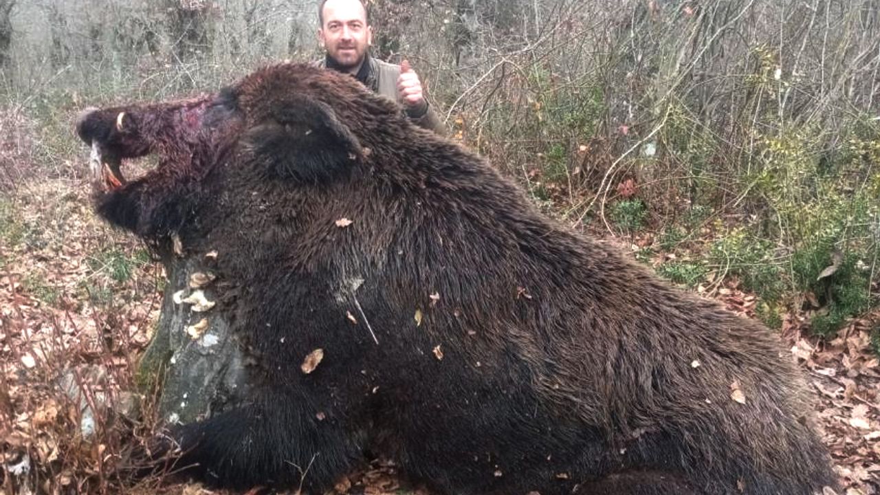 3 aydır takip ettiği 400 kiloluk domuzu vurdu