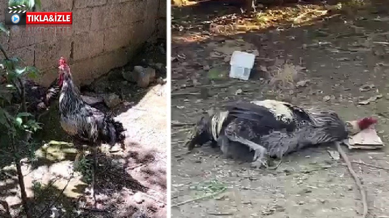 Uzun uzun öttü ve...