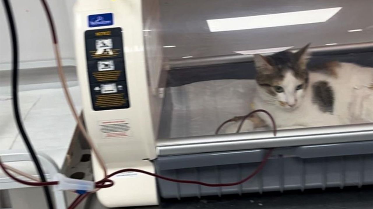 Zonguldak'ta, kediden kediye kan nakli yapıldı