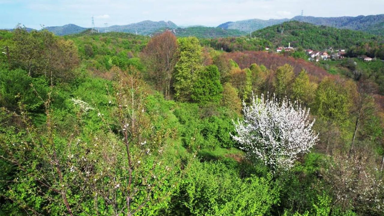 Zonguldak ormanlarında renk cümbüşü