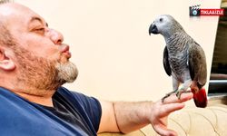 Nazlı ismindeki sahipli papağan, Ereğli'de kayboldu!