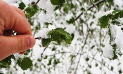 Meteoroloji'den "zirai don" uyarısı!