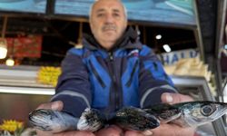 Karadeniz’de palamut sezonu yeniden açıldı