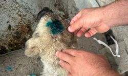 Bu kez insan köpeği ısırdı!
