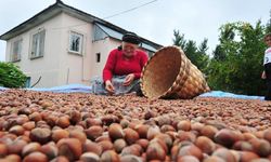 AB ülkelerine 12 bin 851 ton fındık gönderildi