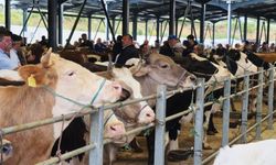 Kurban pazarları hareketlendi