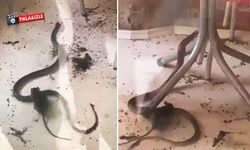 Fare ile yılanın kavgası kamerada