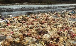 Alaplı'daki çayda, telef olmuş tavuklar bulundu!