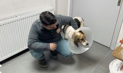 Sokak köpeğinin mucize kurtuluşu