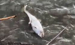 Ereğli'de, ölü yunus kıyıya vurdu