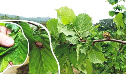 Fındık üreticileri ve arıcılar dikkat!