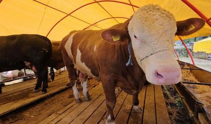 Yıldız, 285 bin TL’ye satıldı