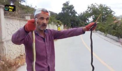 Yılanları elleriyle yakaladı