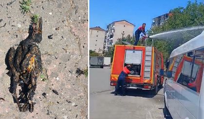 Alaplı'da, akıma kapılan karga yangına neden oldu!