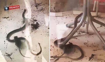 Fare ile yılanın kavgası kamerada