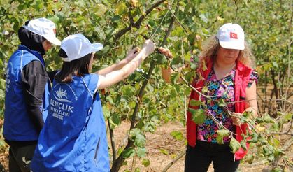 Alaplı'da, sporcu gençler fındık topladı