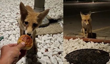 Aç kalan tilkiyi eliyle besledi