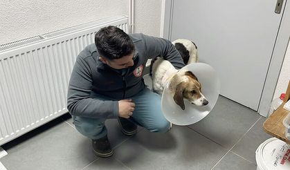 Sokak köpeğinin mucize kurtuluşu