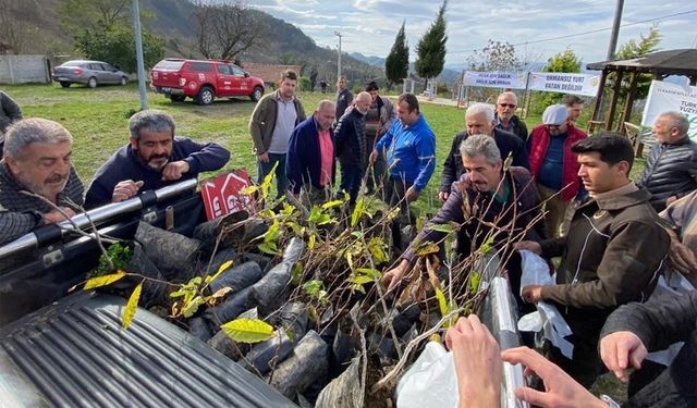 Bin adet ücretsiz kestane fidanı dağıtıldı