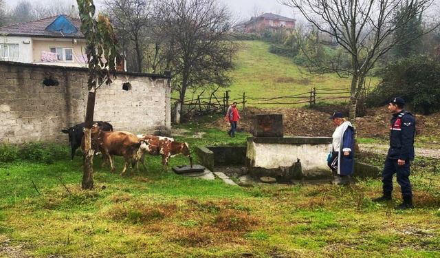 Devrek'te kaybolan hayvanlar, Gökçebey'de bulundu