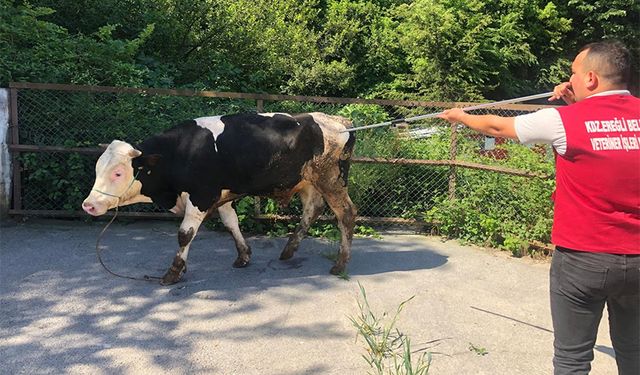 Ereğli'de "Kurban Yakalama Timi" oluşturuldu