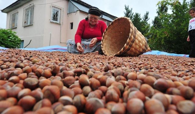 6 bin 40 ton fındık ihraç edildi