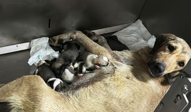 Otomobilin altında metrelerce sürüklendi!