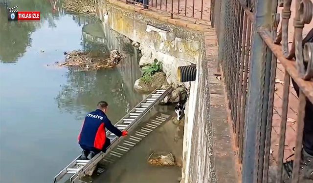 Çayda mahsur kalan kediyi itfaiye kurtardı