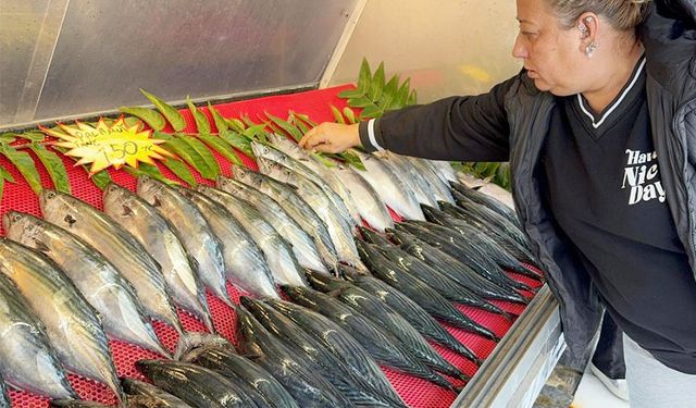 Palamut azaldı, fiyatı iki katına çıktı!