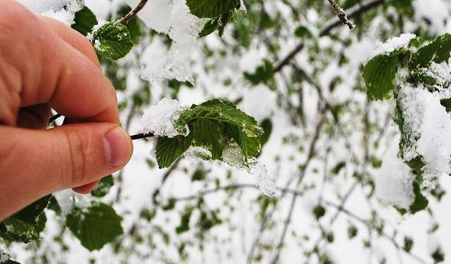 Meteoroloji'den "zirai don" uyarısı!