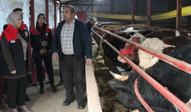 20 büyükbaş hayvan ile başladı 37’ye ulaştı