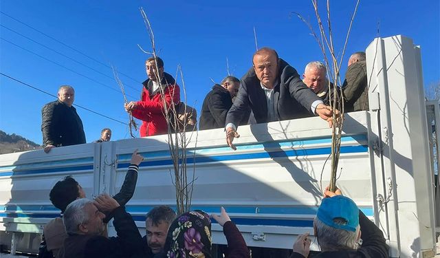 Alaplı'da, kestane fidesi dağıtımına yoğun ilgi