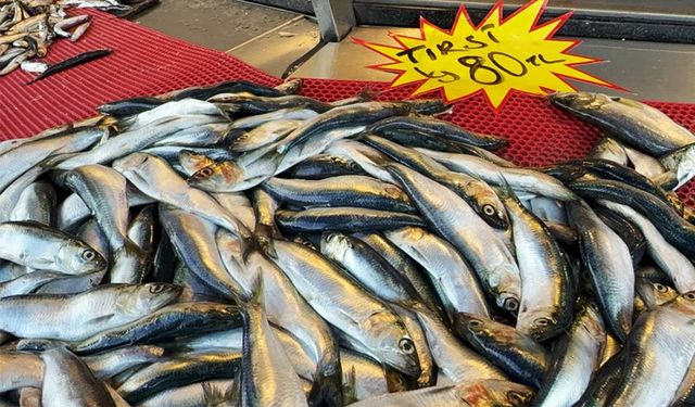 Mangal söndüren balık, tezgahta yerini aldı