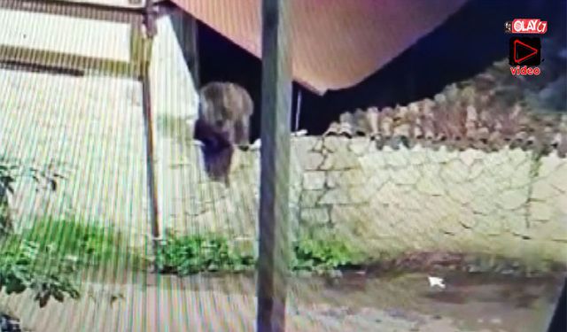 Aç kalan ayı, mahalleye indi!