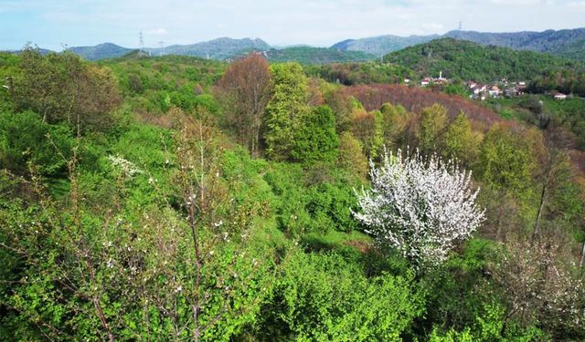 Zonguldak ormanlarında renk cümbüşü