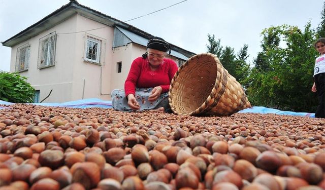 AB ülkelerine 12 bin 851 ton fındık gönderildi
