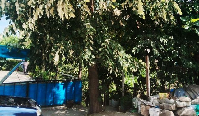 Alaplı'da, ağaçtan düşen kadın  yaralandı!