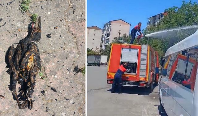 Alaplı'da, akıma kapılan karga yangına neden oldu!