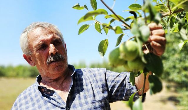 80 tonluk hasat bekliyor