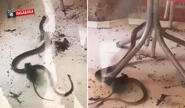 Fare ile yılanın kavgası kamerada