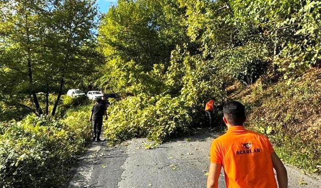 Alaplı’da devrilen ağaç, vatandaşlar  tarafından kaldırıldı