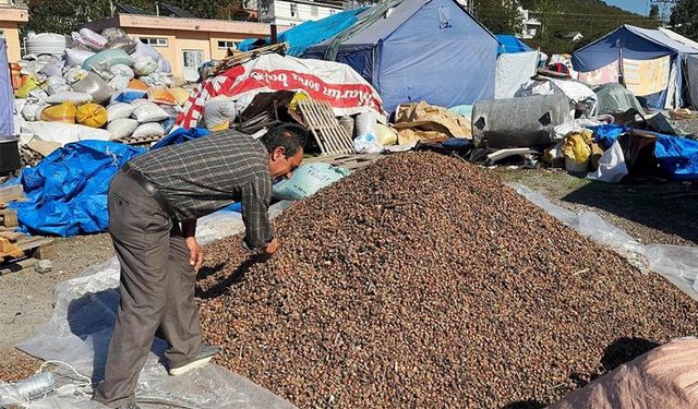 Fındığın boşu da para!