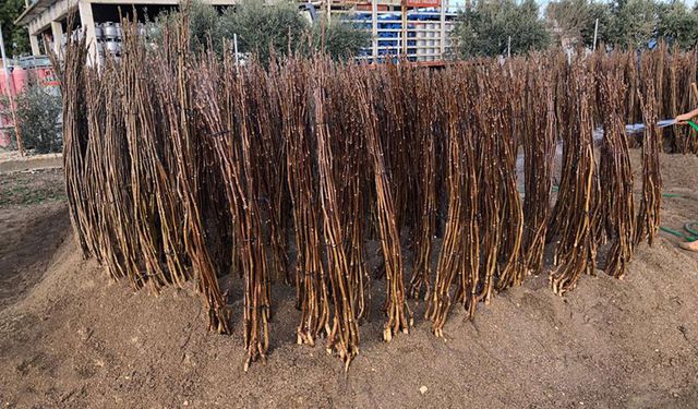 Bandırma’da Kaliteli Ceviz Yetiştirmenin Adresi Vatan Fidancılık