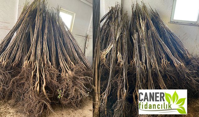 Kaliteli Tarımın Anahtarı Sertifikalı Ceviz Fidanı