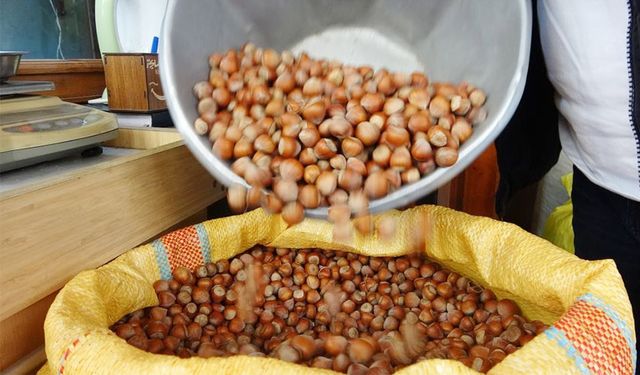 Fındık, rekora doymuyor!