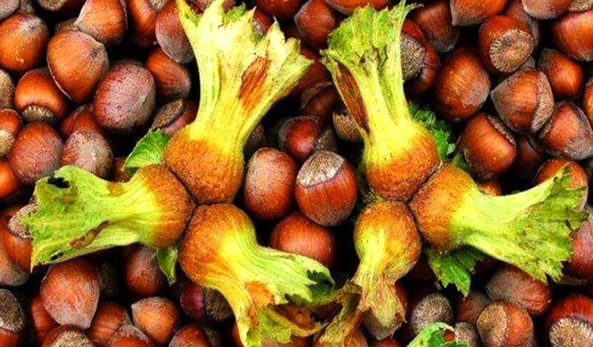 Hava şartları, fındığı nasıl etkileyecek?
