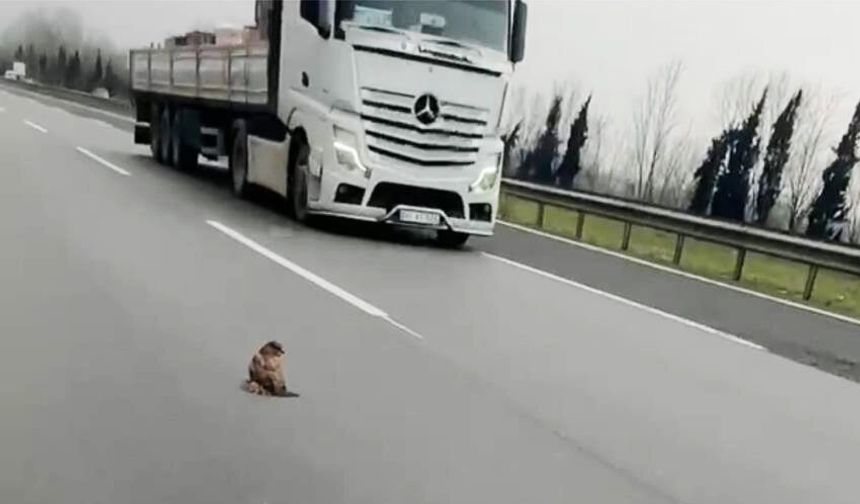 Otoyolda şahin kurtarma operasyonu
