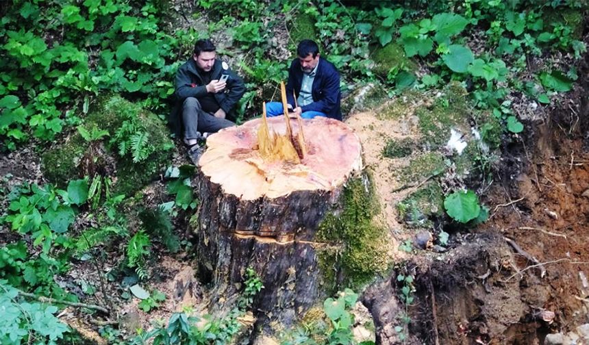 Bin 183 yaşındaki porsuk ağacını kestiler!