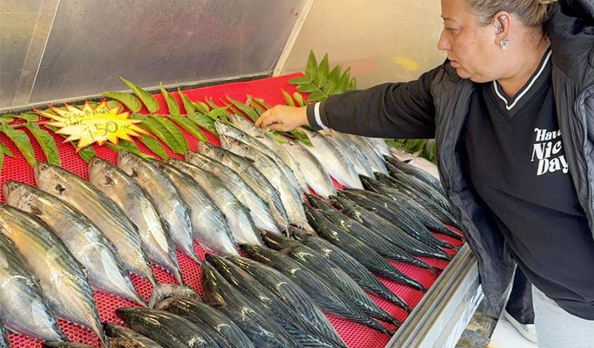 Palamut azaldı, fiyatı iki katına çıktı!