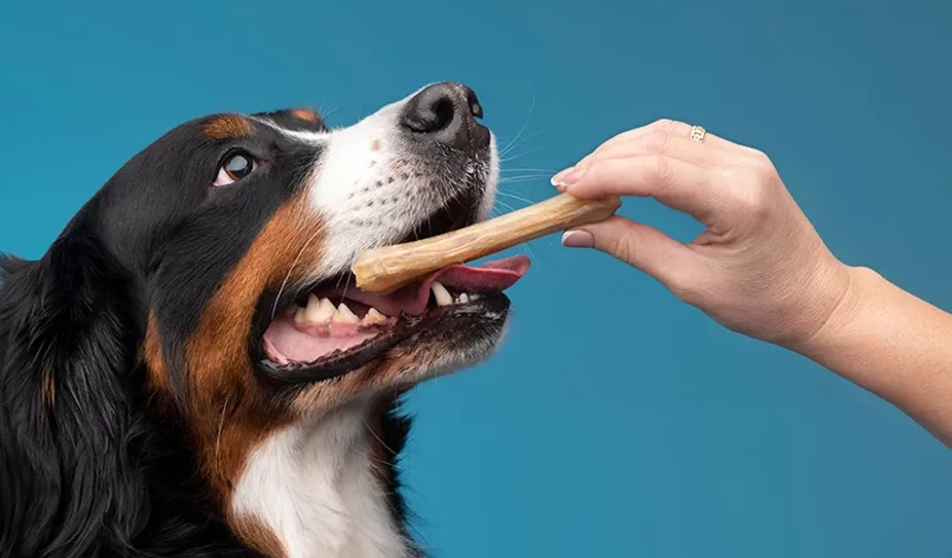 Pozitif Pekiştirme ile Köpek Eğitiminin Ödül Temelli Yaklaşımının Önemi